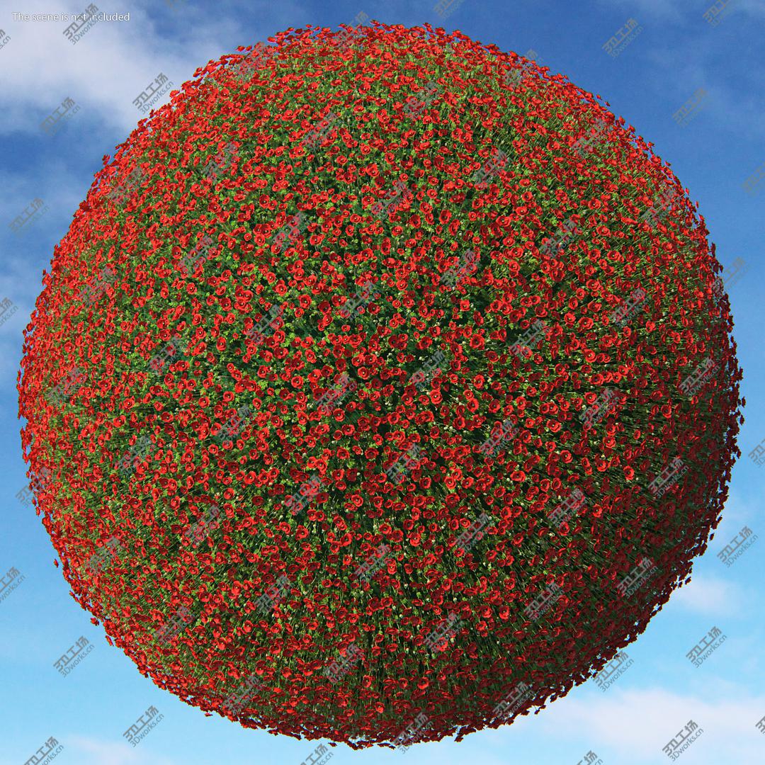 images/goods_img/2021040234/3D Stages of Poppy Flower Growth model/4.jpg